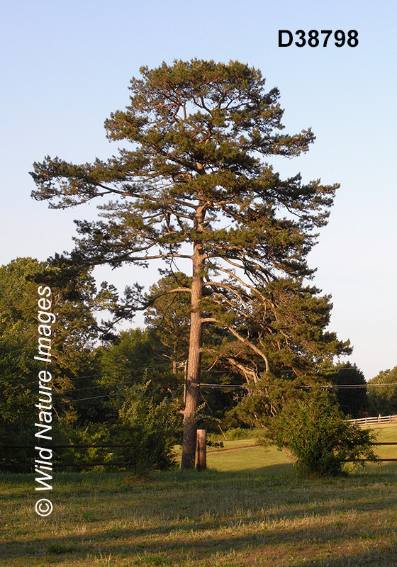 Slash Pine (Pinus elliottii)